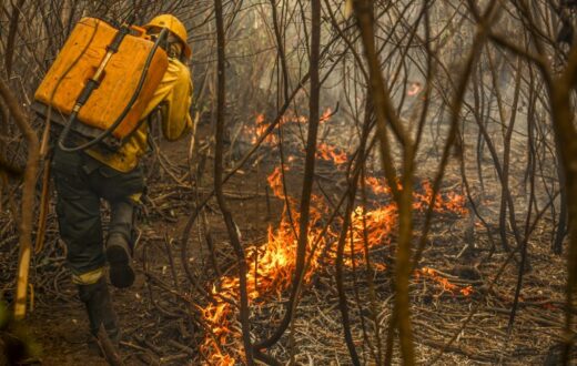 pantanal3-768×512-1